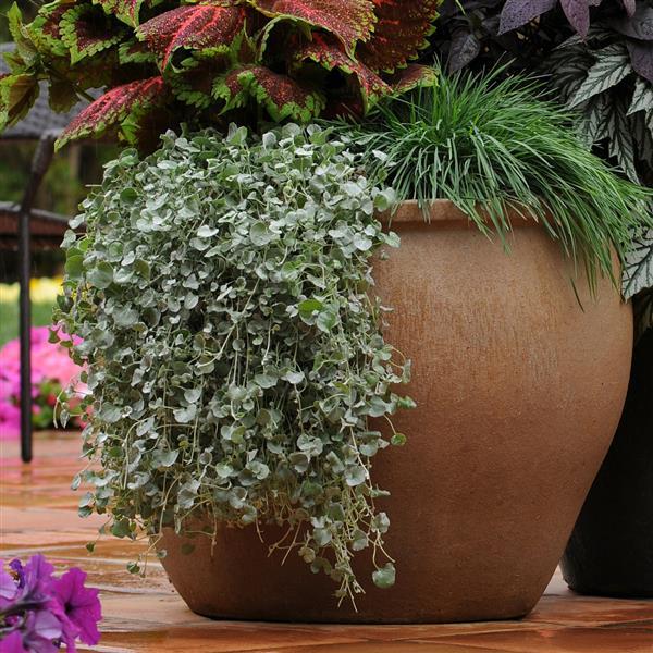 Silver Falls Dichondra - Commercial Landscape 2