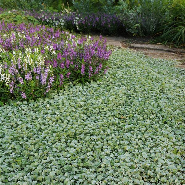 Silver Falls Dichondra - Commercial Landscape 3