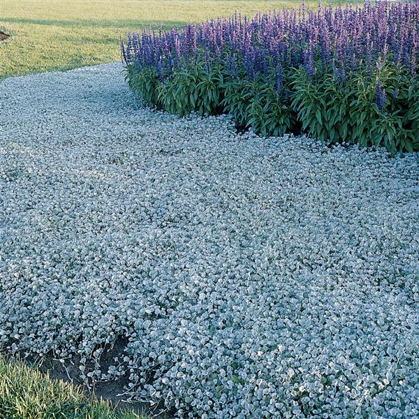 Silver Falls Dichondra - Commercial Landscape 4