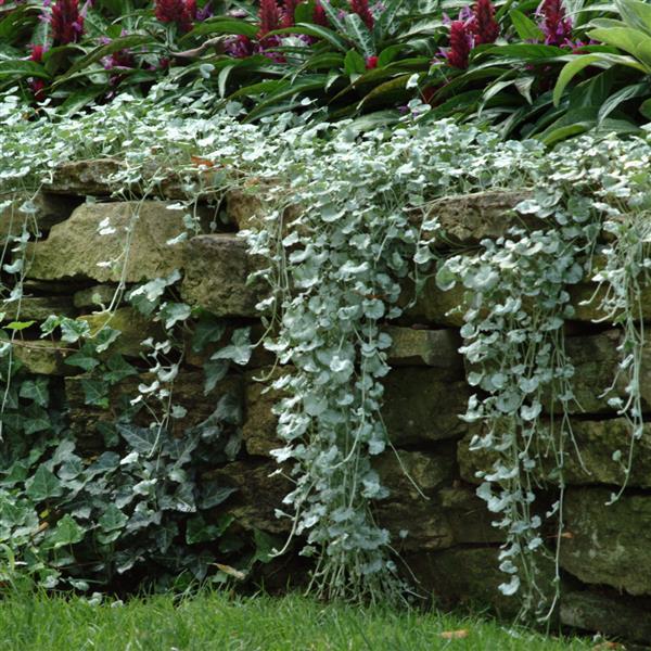 Silver Falls Dichondra - Landscape