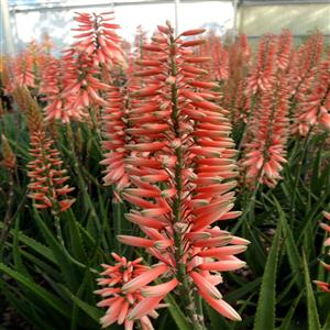 Safari Rose Aloe - Bloom