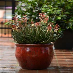 Safari Sunrise Aloe - Container