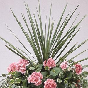 buy rare philodendron online Philodendron 'Silver Sword' – Fantastic Gardens main image 1