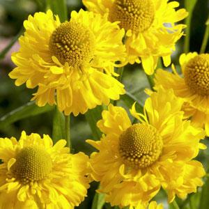 Helenium Double Trouble - Garden