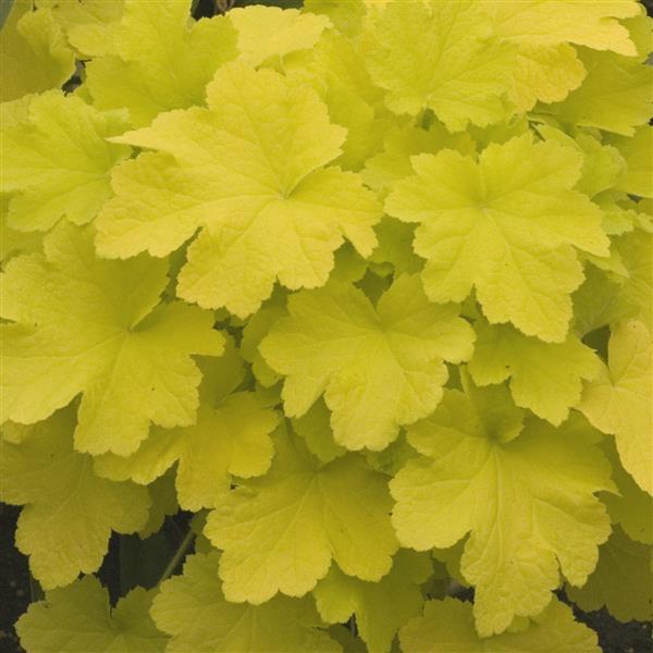 Heuchera villosa Citronelle - Bloom
