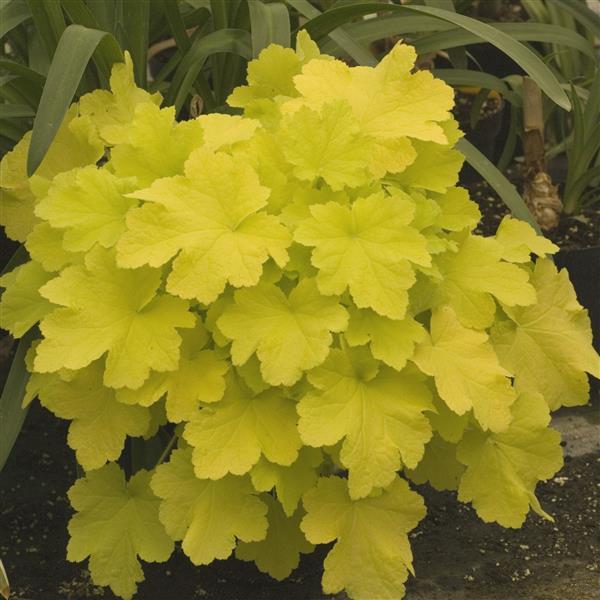 Heuchera villosa Citronelle - Landscape