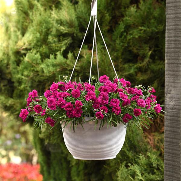 Falling In Love Rosie Dianthus - Basket