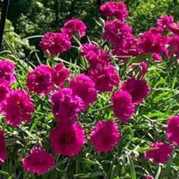Falling In Love Rosie Dianthus - Bloom