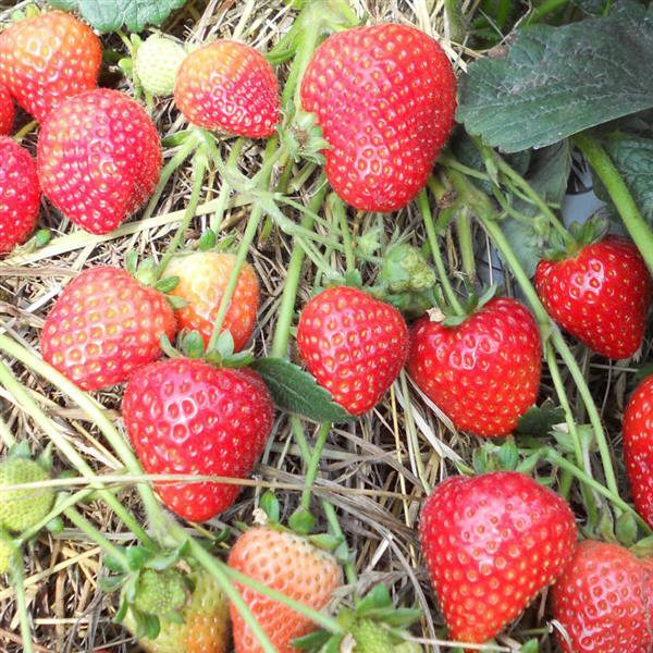 Sweet Kiss™ Strawberry - Bloom