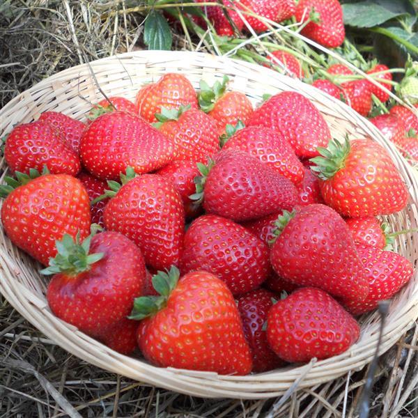 Sweet Kiss™ Strawberry - Container