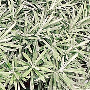 Icicles Helichrysum