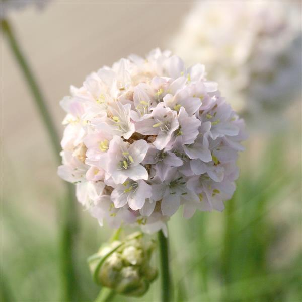 Armeria Morning Star White - Bloom