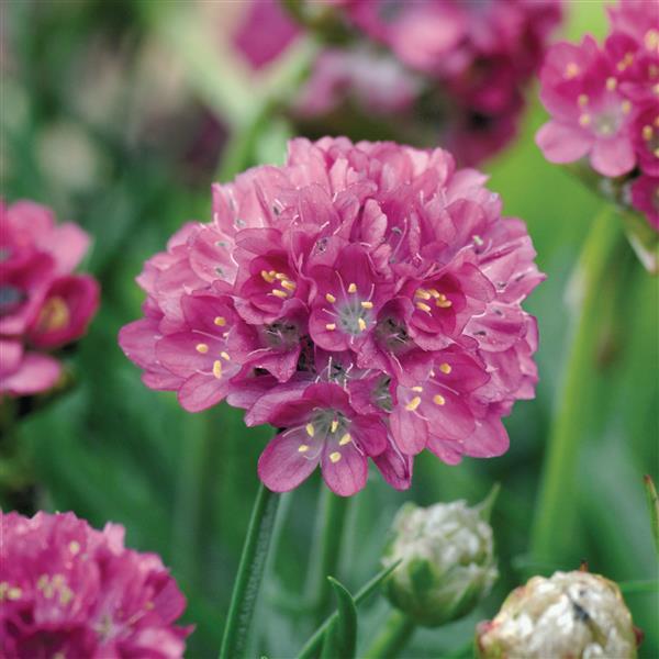 Armeria Morning Star Deep Rose - Bloom