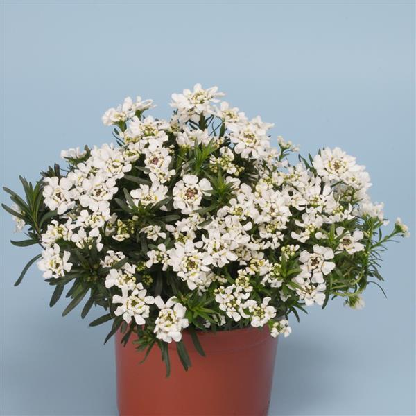 Iberis Whiteout - Container