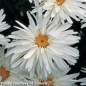 Leucanthemum Crazy Daisy - Bloom