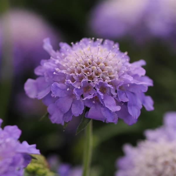 Scabiosa Blue Note - Bloom