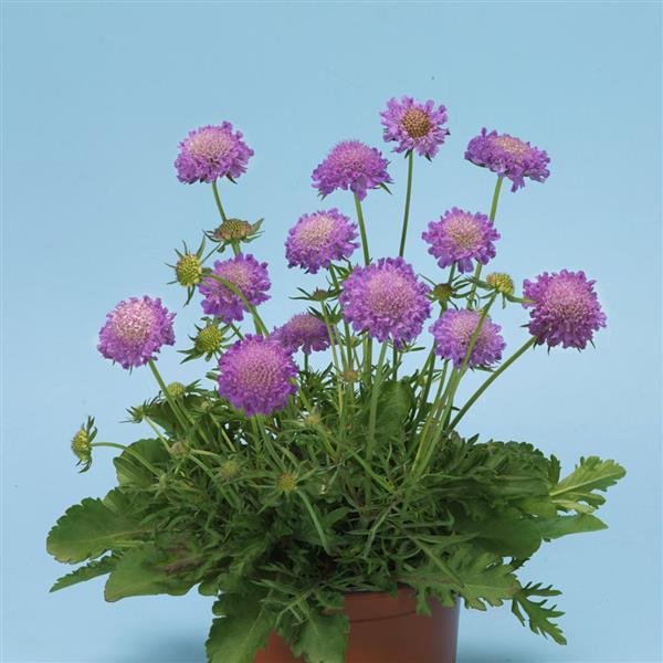 Scabiosa Blue Note - Container