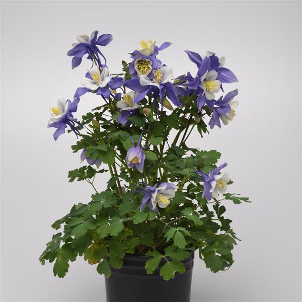 Aquilegia Earlybird™ Blue White - Container