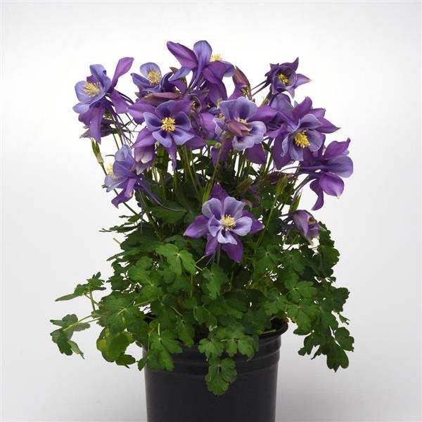 Aquilegia Earlybird™ Purple Blue - Container
