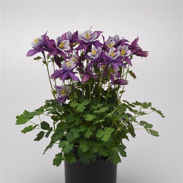 Aquilegia Earlybird™ Purple White - Container