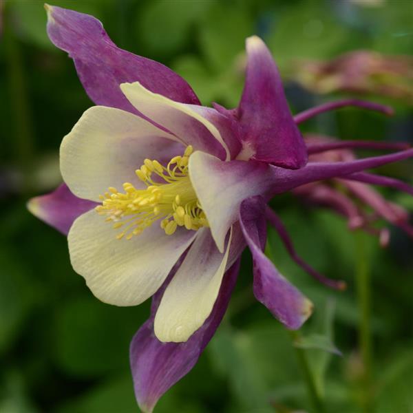 Aquilegia Earlybird™ Purple Yellow - Bloom