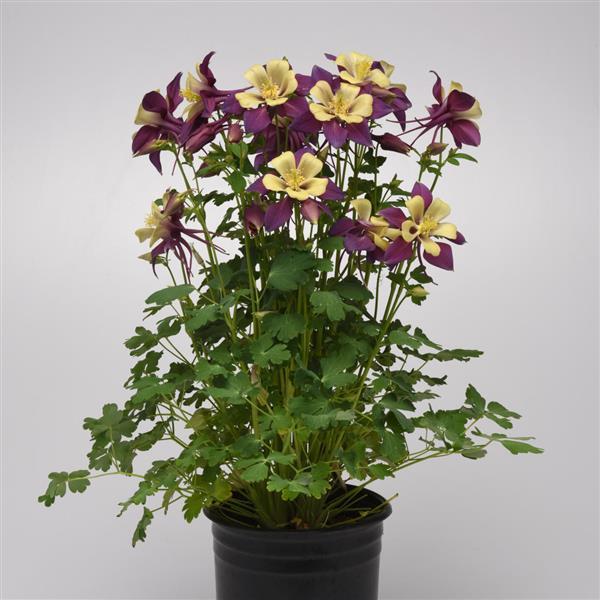 Aquilegia Earlybird™ Purple Yellow - Container