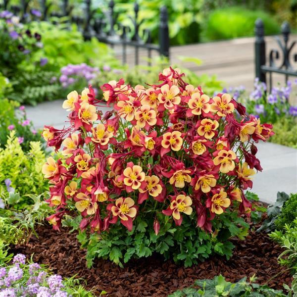 Aquilegia Earlybird™ Red Yellow - Garden