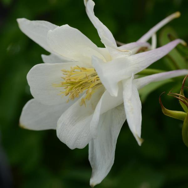 Aquilegia Earlybird™ White - Bloom