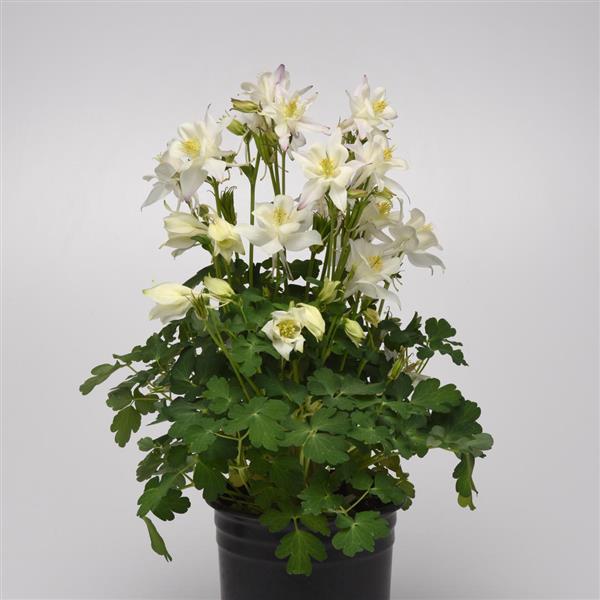 Aquilegia Earlybird™ White - Container