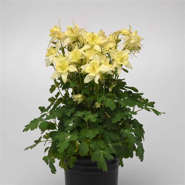 Aquilegia Earlybird™ Yellow - Container