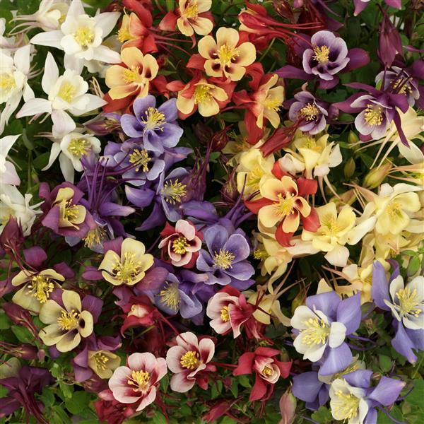 Aquilegia Earlybird™ Mixture - Bloom