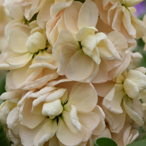 Aida Apricot Matthiola - Bloom
