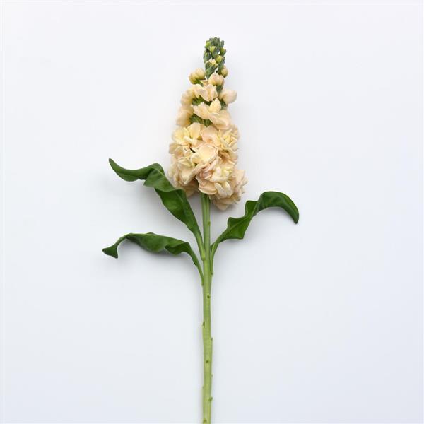 Aida Apricot Matthiola - Single Stem, White Background