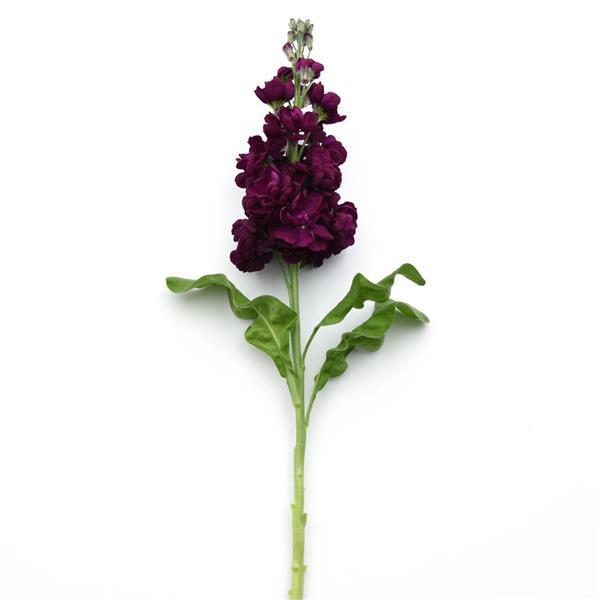 Aida Purple Matthiola - Single Stem, White Background