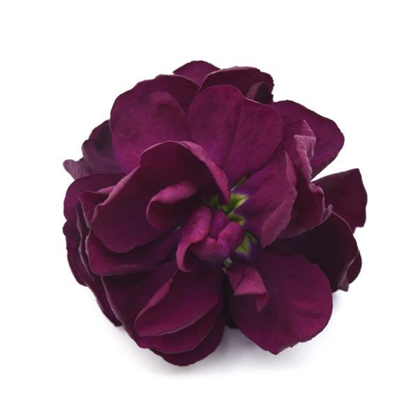 Aida Purple Matthiola - FloretShot, White Background