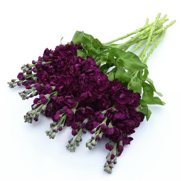 Aida Purple Matthiola - Grower Bunch