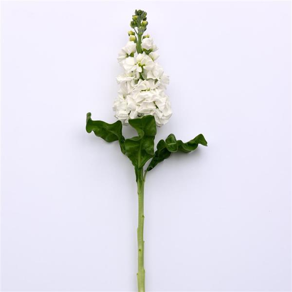 Aida White Matthiola - Single Stem, White Background