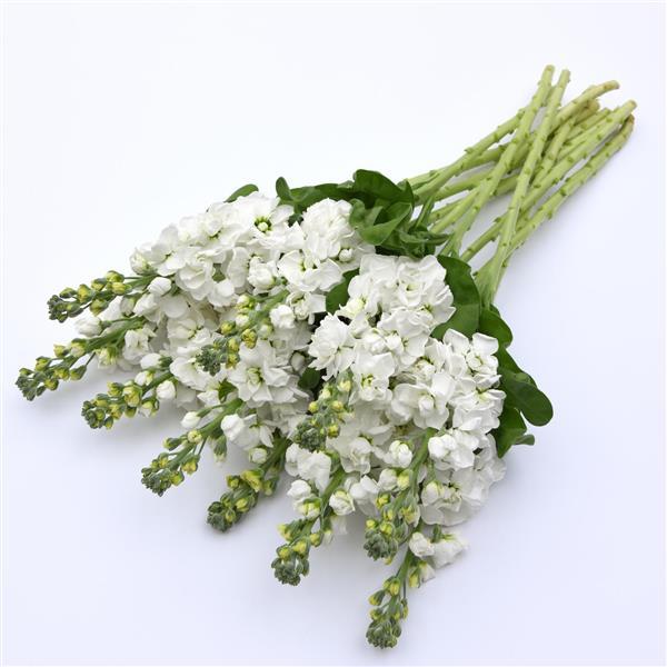 Aida White Matthiola - Grower Bunch