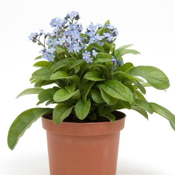 Myosotis Mon Amie Blue - Container