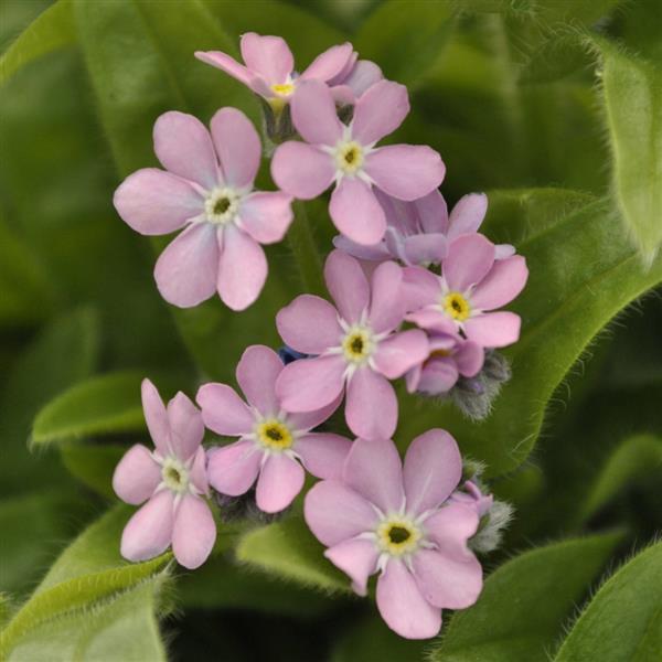 Myosotis Mon Amie Pink - Bloom