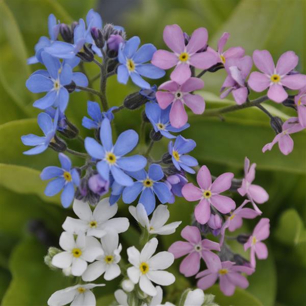 Myosotis Mon Amie Mixture - Bloom