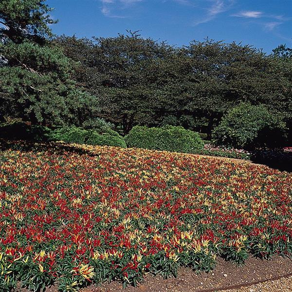 Chilly Chili Ornamental Pepper - Commercial Landscape 1