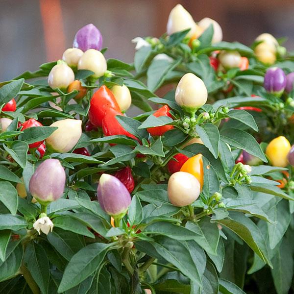Harlequin Ornamental Pepper - Bloom