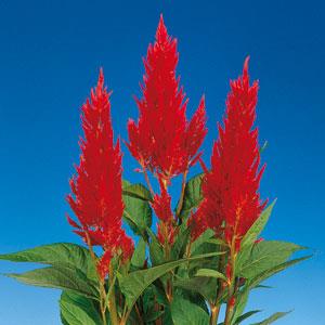 Century Fire Celosia - Bloom