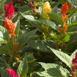 Century Mix Celosia - Bloom