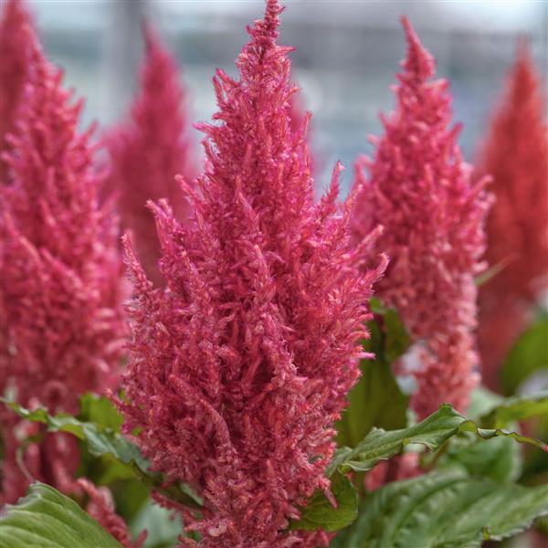 Century Pink Celosia - Bloom