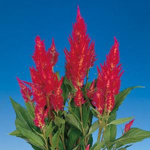 Century Rose Celosia - Bloom