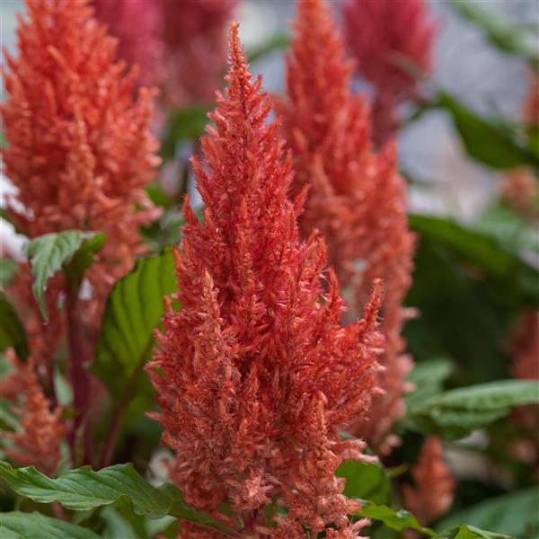 Century Salmon Pink Celosia - Bloom