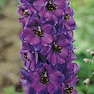 Delphinium Pacific Giants Black Knight - Bloom