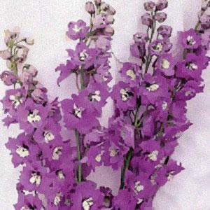 Delphinium Pacific Giants Blue Bird - Bloom